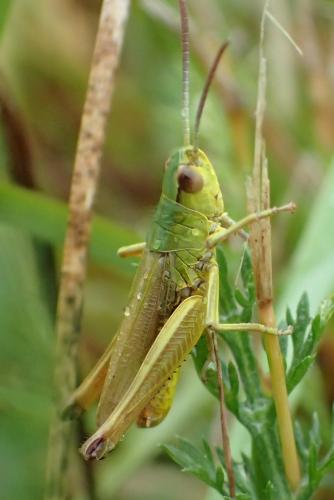 Réf. 243 680 : Pseudochorthippus parallelus